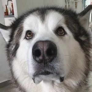 User Photo Profile
