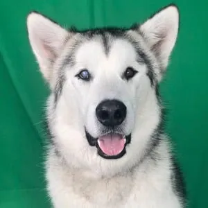 User Photo Profile