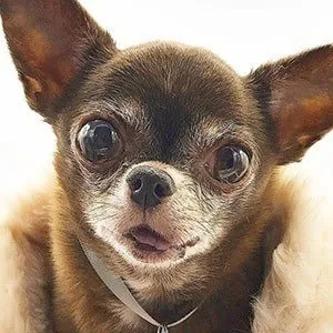 User Photo Profile