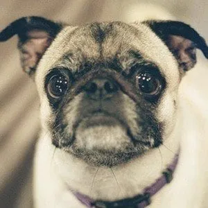 User Photo Profile