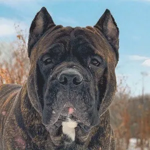 User Photo Profile