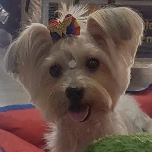 User Photo Profile